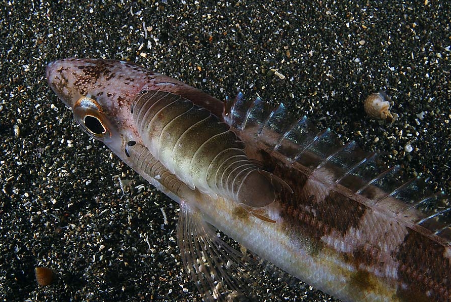 Anilocra physodes